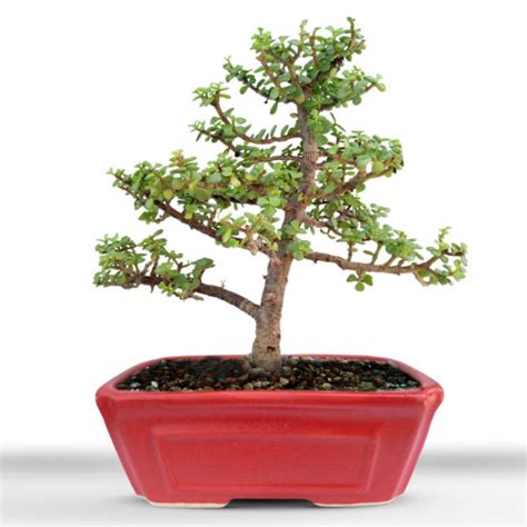 Triple Trunk Jade Bonsai 7 Years Old Native Sant