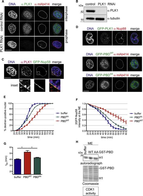 Plk1 Co Localizes With Npcs In Prophase And Its C Terminal Pbd Exerts