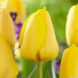 Garden State Bulb 14 16 Cm Daffodil Double Mixed Flower Bulbs Bag Of