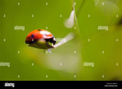 Seven Spot Ladybird Coccinella Septempunctata On Grass Leaf Extreme