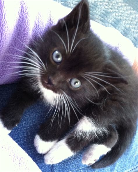 Tuxedo kitten, 6.5 weeks old. | Kittens, Beautiful cats, Cute animals