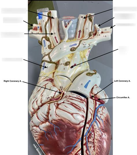 Anterior Heart Arteries Diagram Quizlet