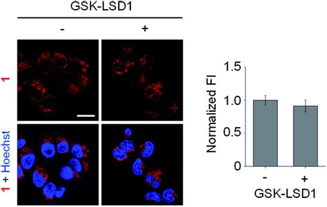 The Effect Of An Inhibitor On Lsd Promoted Generation Of Fa In Cells