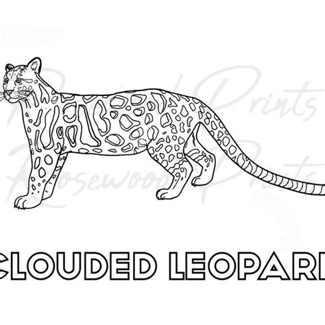 Clouded Leopard Etsy