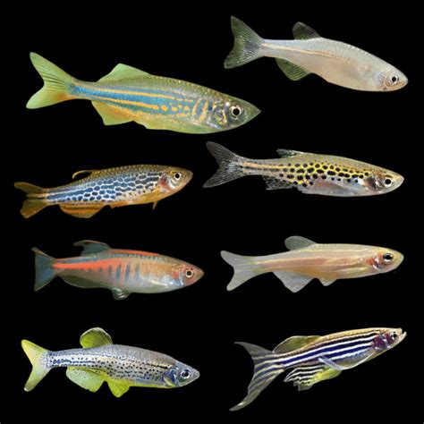 Danio – Sims Tropical Fish | Tropical Fish, Aquarium, Fish Store