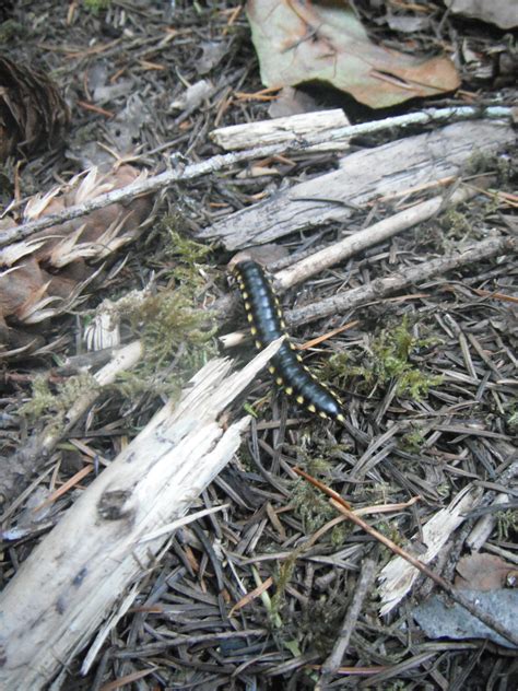 A Night Train Millipede a common decomposer