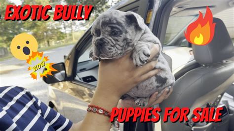 Micro Bully Puppies For Sale Sold Out Youtube