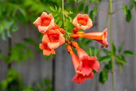 9 Fascinating Facts About Trumpet Vine