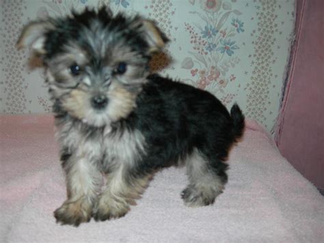 Morkie/Yorktese Puppies For Sale - Breed Traits and Characteristics