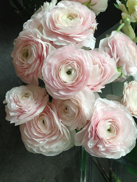 Blush Ranunculus Charleston Stems 2013 Pinterest Congratulations