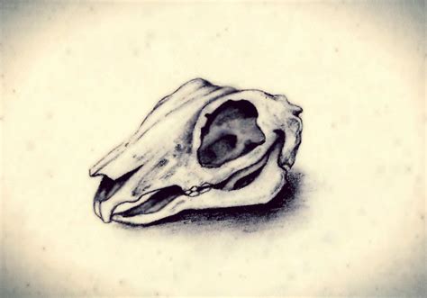 Rabbit Skeleton Drawing at GetDrawings | Free download