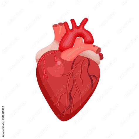 Realistic Human Heart Stock Vector Adobe Stock