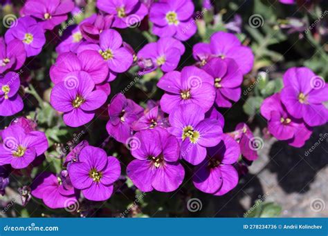 Sweden Aubrieta Deltoidea City Of Linkoping Ostergotland Province