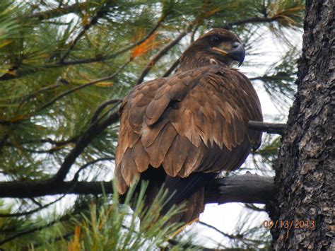 Golden Eagle At Woods Canyon Lake Az Canyon Lake Bald Eagle Eagle