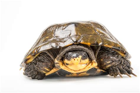 Malayan Flat Shelled Turtle Notochelys Platynota Joel Sartore