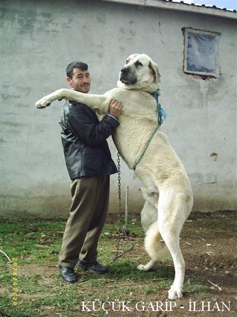 Chien Le Plus Puissant Au Monde Chiens Nimo