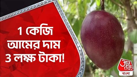 1 কেজি আমের দাম 3 লক্ষ টাকা Birbhum Most Expensive Mango In The World Aaj Tak Bangla Youtube