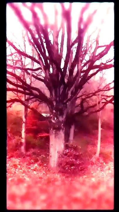 ƴÿy~creepytree~yÿƴ Youtube