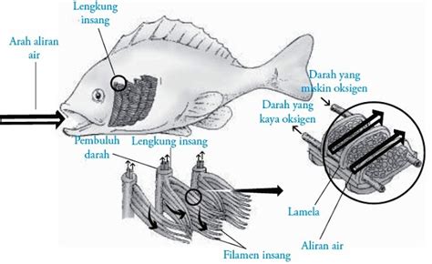 Fungsi Insang Pada Ikan