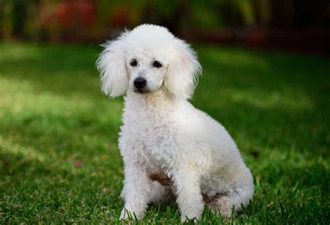 A Small White Poodle Like Dog