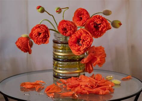 Пазл «Махровые маки» из 247 элементов | Собрать онлайн пазл №280921