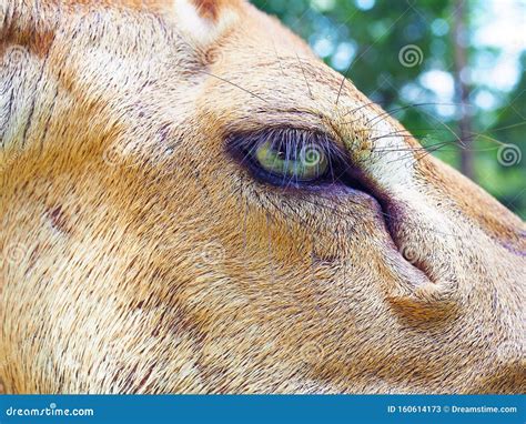 Closeup Eld`s Deer Eye In The Zoo Stock Image Image Of Nature Male