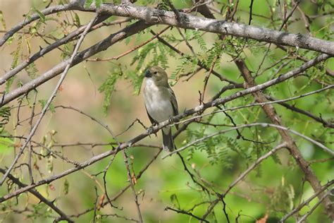 Foto golinho Sporophila albogularis Por Flávio Júnior Moreira Wiki