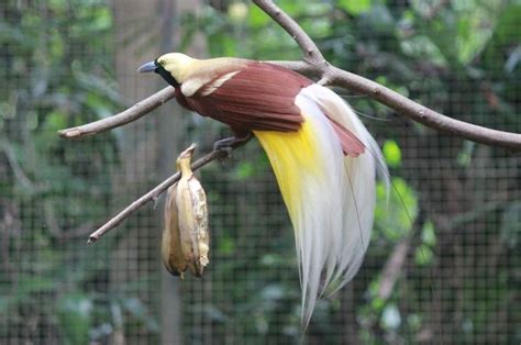 mengapa burung cenderawasih disebut sebagai fauna endemik papua ...