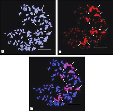 Monocolor GISH Of The Hybrid YAU 01 52 Using Digoxigenin Labeled E