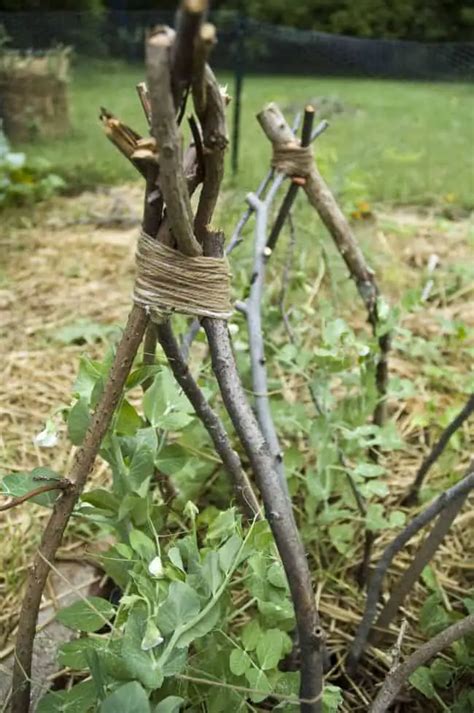 25 Diy Pea Trellis Ideas For Your Garden Gardenoid