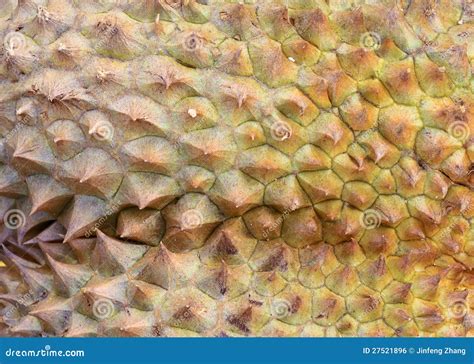 Durian Peel Surface Texture Pattern Stock Image CartoonDealer