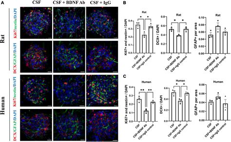 Frontiers Brain Derived Neurotrophic Factor Contributes To