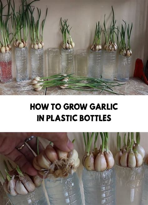 How To Grow Garlic In Plastic Bottles Growing Garlic Plants In