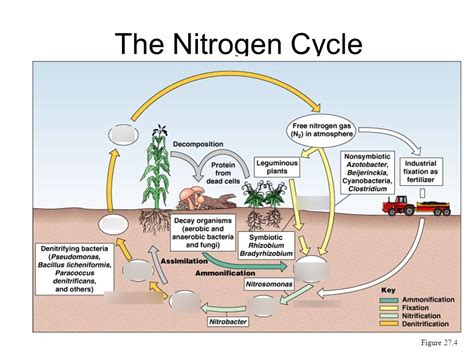 Nitrogen Cycle Diagram Quizlet