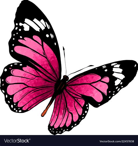 A Beautiful Colorful Butterfly Royalty Free Vector Image