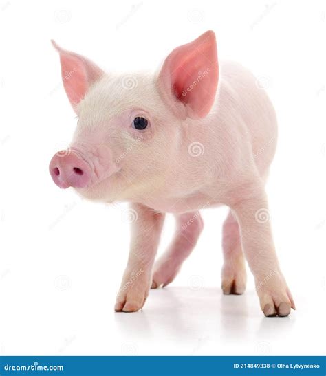 Cochon Sur Blanc Photo Stock Image Du Isolement Domestique 214849338