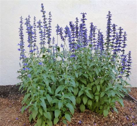 Sage Salvia Seeds Victoria Blue Mealy Cup Sage Easy To Etsy Salvia