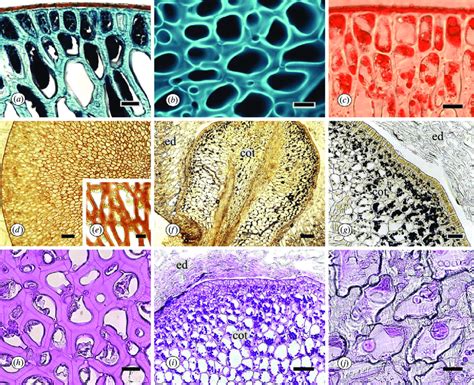 Longitudinal Sections Of Endosperm From Smilax Polyantha Seeds A E H