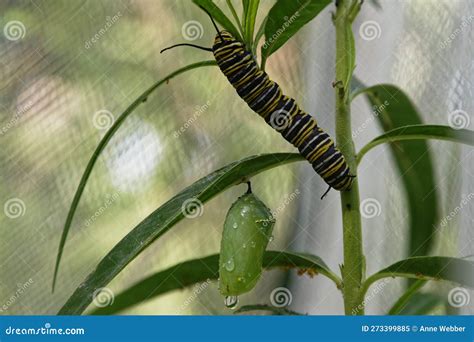 A Monarch Butterfly Caterpillar Is Eating A Leaf Above A Chrysalis