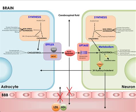 The Diagram Shows The Steps In The Homeostasis Pathway That Occur When