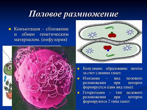 Формы размножения организмов - презентация онлайн