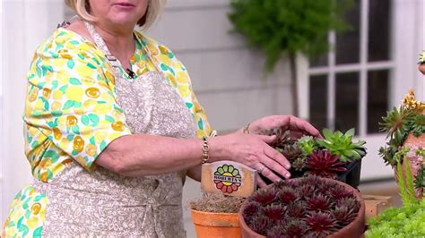 Robertas 6 Piece Hardy Hens And Chicks Sempervivums Live Plants On Qvc