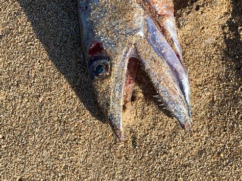 Saltwater Elusive And Slightly Scary Deep Water Fish Washes Up On