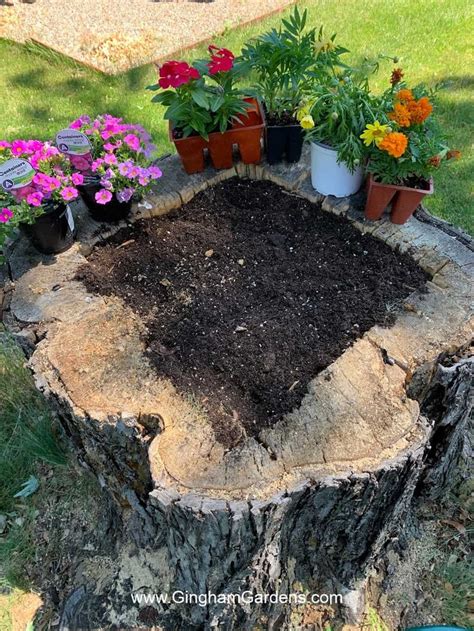 Creative Tree Stump Planter Ideas For Your Outdoor Space