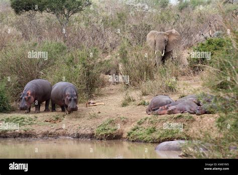 Elephants Loxodonta Africana Join A Group Of Hippos Hippopotamus Amphibius On The Banks Of