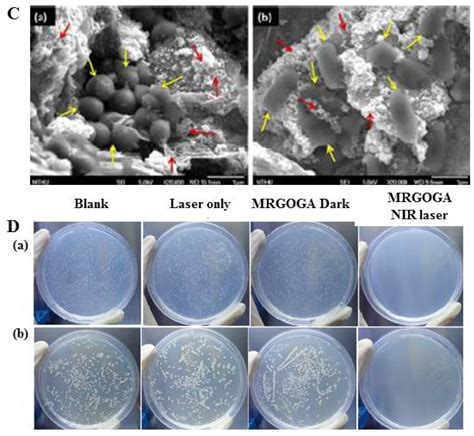 Molecules Free Full Text Multimodal Imaging And Phototherapy Of