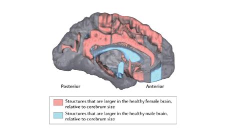 Sex Brain Health On Sale