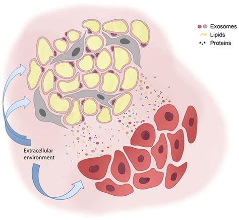 Frontiers Mammary Adipose Tissue Control Of Breast Cancer Progression