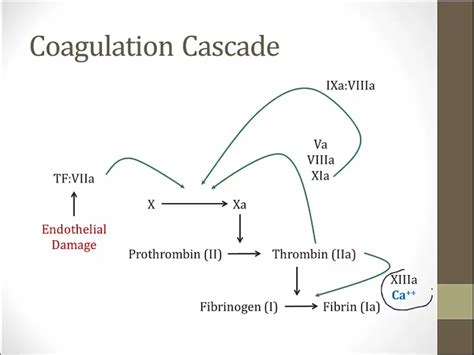 coagulation wikipedia