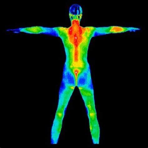 Image result for infrared scans of male body after exercise ...
